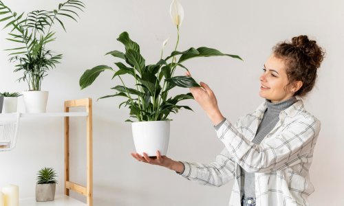 5 najčešćih grešaka u uzgoju spatifiluma: Kako da vaša omiljena biljka dugo ostane zdrava