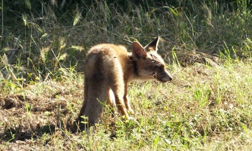 Kako se hrane lisice na selu, a što jedu one u gradu: Znanstvenici otkrili kako im izgleda ‘meni’