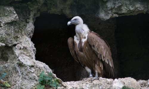 Rekordna godina: Na Kvarneru lani 152 gnijezdeća para bjeloglavih supova i 107 ptića