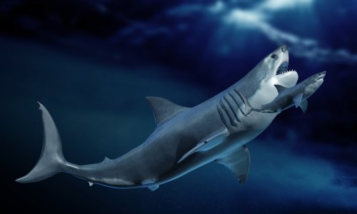 Znanost o divu iz prapovijesti: Megalodoni su bili veći i čudniji nego što se mislilo