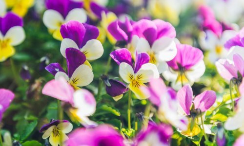 Evo koje biljke nikako ne smijete još posaditi, a evo koje će uživati u hladnoći