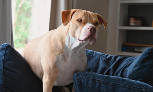 Pitbull upucao vlasnika dok je ležao u krevetu: Naš Oreo je razigrani pas