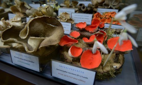 Zagrebački Muzej gljiva pred zatvaranjem – hoće li zbirka preživjeti!?