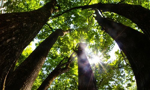 Virtualni svjetovi kao prozor u 2100.: Znanstveni pogled u budućnost bioraznolikost