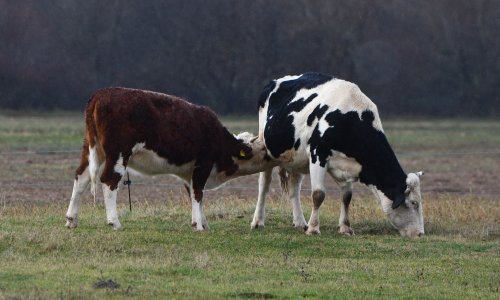 Slavonski farmeri zabrinuti zbog zaraze u Mađarskoj, reagiralo i Ministarstvo poljoprivrede