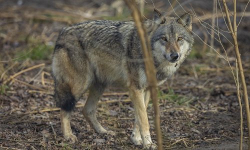 Prikupili 300 uzoraka DNK: U Hrvatskoj nema križanaca vukova i pasa