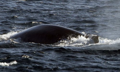 Nevjerojatan život kitova ubojica, mužjaci ovise o svojim majkama