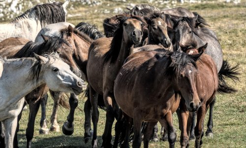 Nezaboravan izlet: Oko tisuću divljih konja luta brdima BiH - evo gdje ih pronaći