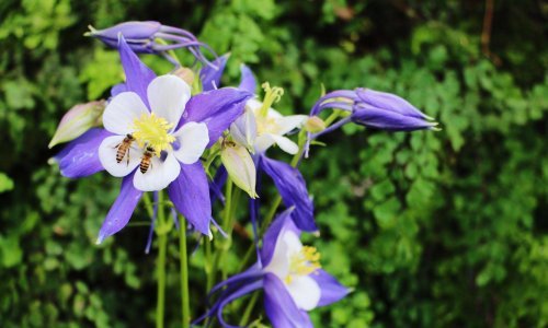 Sada je vrijeme za njenu sadnju: Ova šarena trajnica godinama će uljepšavati vaš vrt