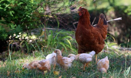 Besplatno dijele piliće stanovnicima, ovaj europski grad smanjio je bacanje hrane, evo kako