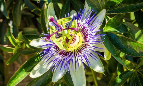 Atrakcija u vrtu: Spektakularan cvijet ove trajnice mamac je za poglede