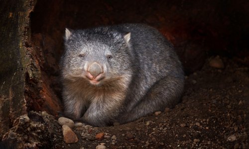 Konačno je otkrivena tajna savršeno kockaste kakice vombata: To je cijeli ritual