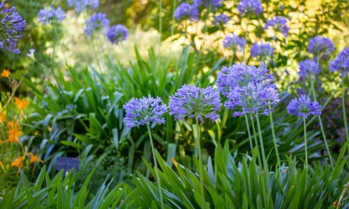 Ova predivna trajnica ponosi se raskošnim cvjetovima, a odlično podnosi sušu