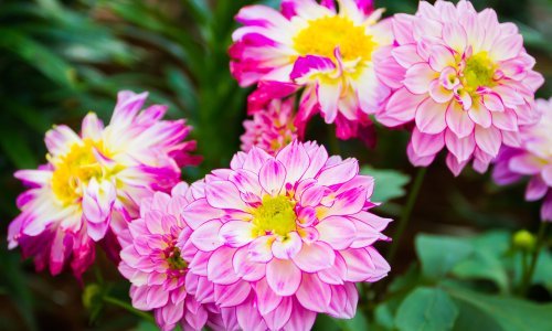 Nijedna biljka nema tako spektakularne cvjetove kao ova: Nije zahtjevna, a cvjeta mjesecima