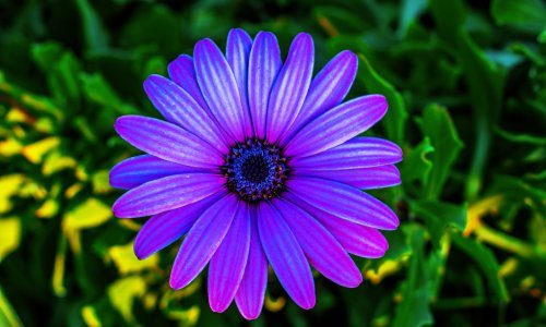 Ovo je najbolja biljka za vrtove i balkone: Cvate nevjerojatno, a otporna je na sušu