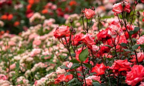 Za najraskošnije ruže i hortenzije: Ovo je ključan korak za bujan rast