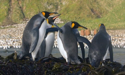 Trump uveo carine i pingvinima: 'Nijedno mjesto na svijetu nije sigurno!'
