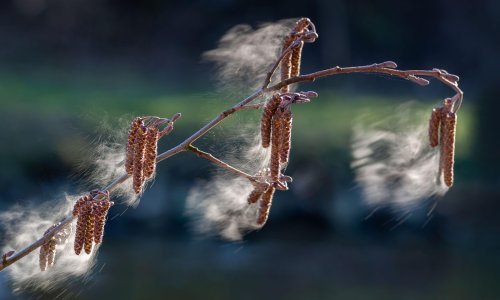 Zbog skoka temperature je puno peluda, a prednjači jedan jak alergen: Vikend donosi promjenu