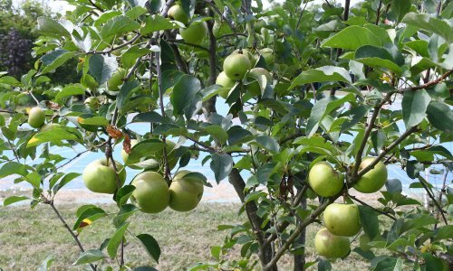 Dijele 1000 sadnica žrnovske jabuke; evo tko sve ima pravo na njih