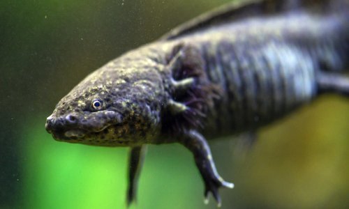 Strelovito raste broj vodozemaca koji su pred izumiranjem: ‘Oni su važni za zdravlje planeta’