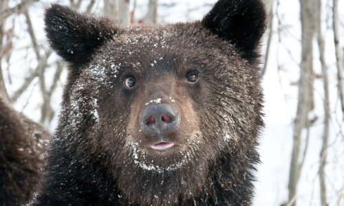 Rus preživio napad medvjeda: Pravio se mrtav, a potom satima čekao hitnu