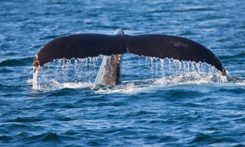 Zagonetni pjev najusamljenijeg kita na svijetu otkriva sve veće promjene u oceanima