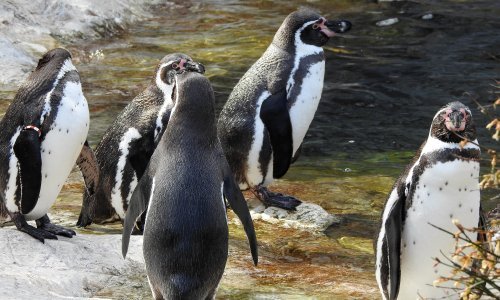 Američki ministar objasnio zašto su uveli carine otočju na kojem žive samo pingvini. Otkriveno i zašto nisu Rusima