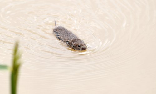 Borba s glodavcima u Indoneziji; štakori trčkaraju ulicama nove prijestolnice