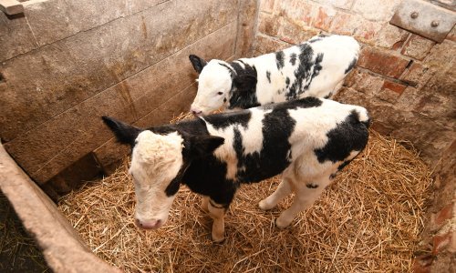 Vratila se bolest koja prijeti stoci: Žarišta su blizu; zatvoreni neki granični prijelazi