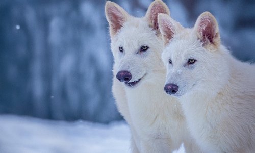 Sjećate li se strahovuka iz serije 'Igre prijestolja'? Znanstvenici su 'oživjeli' tu izumrlu vrstu