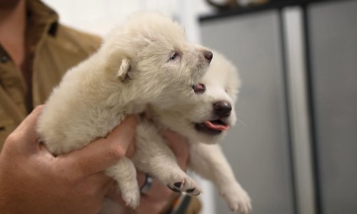 Jesu li Romul, Rem i Khaleesi istinski strašni vukovi? Oživljavanje izumrle vrste podiže prašinu