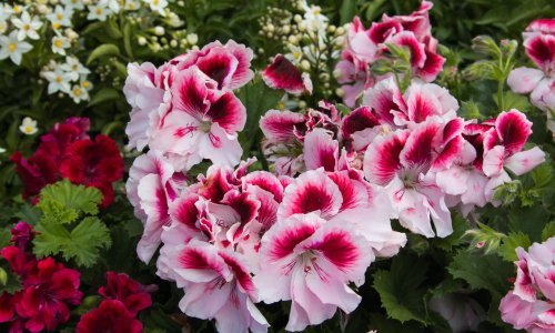 Raste čak i u hladu: Ova šarena trajnica lako se uzgaja i stvara predivan efekt u vrtu