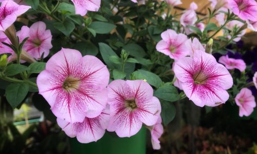 Ova nezahtjevna biljka nagradit će vas prekrasnim cvjetovima, a sad je pravo vrijeme za sadnju