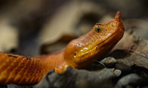 Nekoliko otrovnica živi u Hrvatskoj, stručnjak objašnjava kako se ponašati prilikom susreta