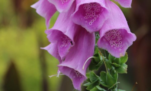 Ova divna biljka ostavlja bez daha fantastičnim cvjetovima, no izrazito je otrovna