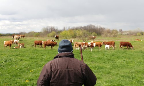 Mađarska zatvara granice i masovno usmrćuje stoku: 'Možda se radi o biološkom napadu'