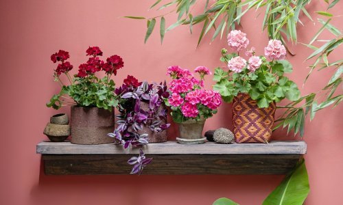 Stiglo je vrijeme pelargonija, a evo kako će ovo očaravajuće cvijeće biti još ljepše