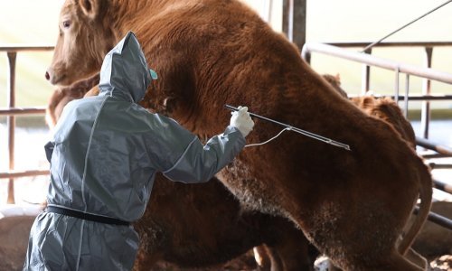 Hrvatska uvela hitne sigurnosne mjere: Evo koje životinje najviše napada slinavka i šap