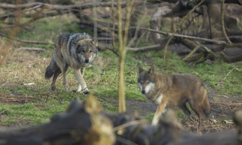 Čopori vukova tumaraju Njemačkom, zastupnici traže odstrel