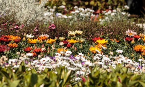 Predivan vrt uz minimalan trud: Ovaj stil vrtlarenja spas je za sve koji nemaju vremena