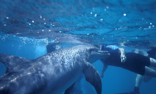 Googleov AI pokušava razgovarati s dupinima