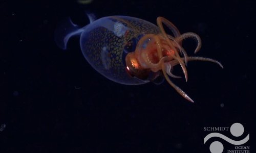 Nevjerojatno otkriće: Živa kolosalna lignja uhvaćena na kameri