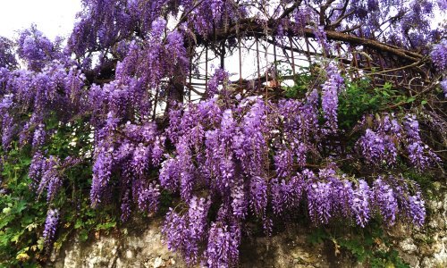 Iako ima očaravajuće cvjetove, ova prelijepa biljka ima i svoju mračnu stranu