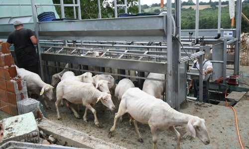 U Mađarskoj bukti bolest slinavke i šapa, evo kakva je situacija u Hrvatskoj