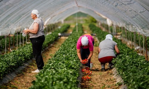 Krenula berba vrgoračkih jagoda: Očekuje se urod od 500 tona, neće biti dovoljno za hrvatsko tržište