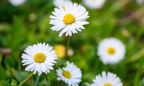 Tako neodoljiva: Ova ljupka trajnica svakom će vrtu dati poseban šarm