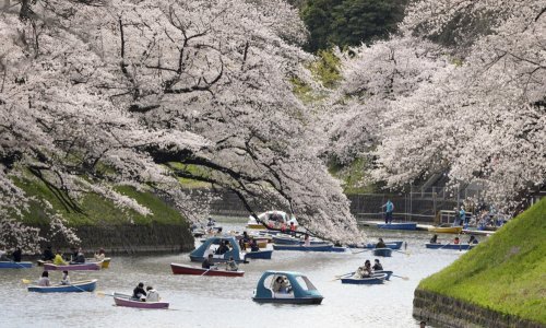 Kirurzi za drveće stoljećima brinu za trešnjin cvijet; zanimanje koje se prenosi u japanskim obiteljima