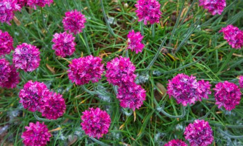 Ova lijepa biljka osvaja na prvi pogled, a uspjet će i najmanje iskusnim vrtlarima