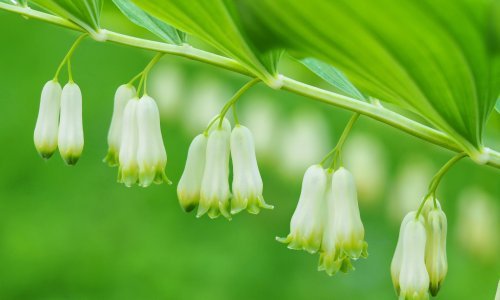 Lijepa, ali i otrovna: Ova biljka voli sjenu, a cvjeta i raste uz minimalan trud