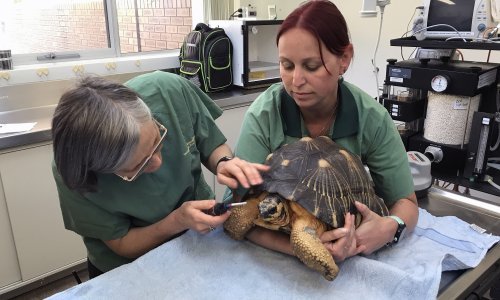 Svjetski dan veterinara: ‘Puno više od doktora za pse i mačke’